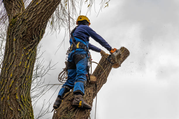 Trusted Ninety Six, SC Tree Service Experts